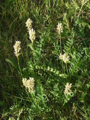 Astragalus austrosibiricus