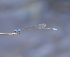 Archibasis oscillans