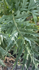 Cynara cardunculus