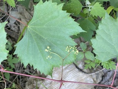 Ampelopsis humulifolia