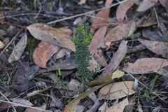 Pultenaea largiflorens