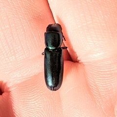 Temnoscheila acuta