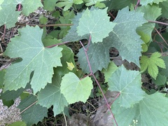Ampelopsis humulifolia