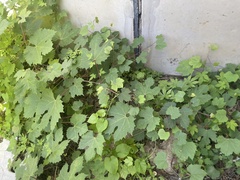 Ampelopsis humulifolia