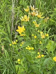 Hypericum ascyron pyramidatum