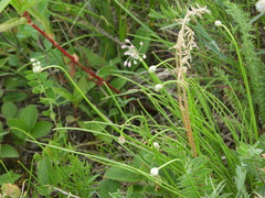 Allium rubens