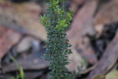 Pultenaea largiflorens