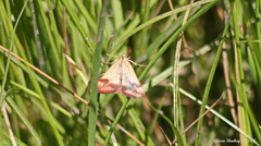 Pyrausta semirubralis