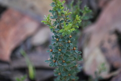 Pultenaea largiflorens