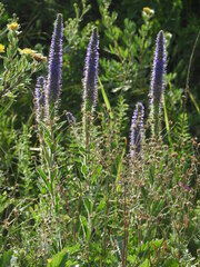 Veronica porphyriana