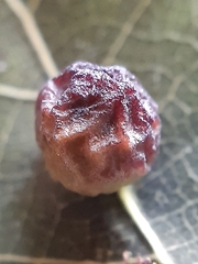 Harmandiola tremulae