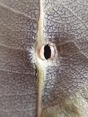Harmandiola tremulae