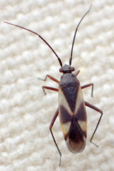 Orthotylinae