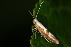 Argyresthia semifusca