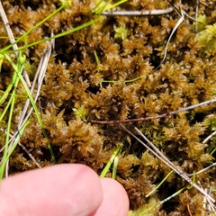 Sphagnum majus