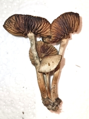 Psilocybe tasmaniana