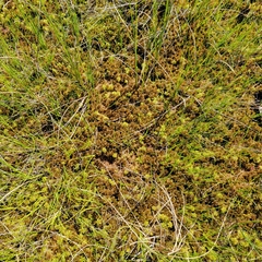 Sphagnum majus