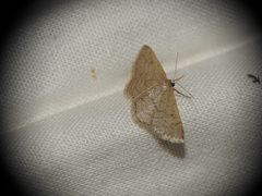 Idaea obsoletaria