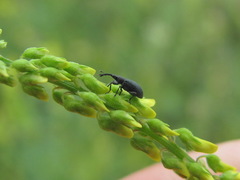 Stenopterapion meliloti