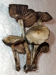 Psilocybe tasmaniana