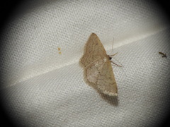 Idaea obsoletaria