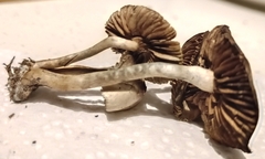 Psilocybe tasmaniana