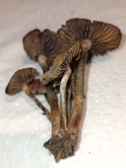 Psilocybe tasmaniana
