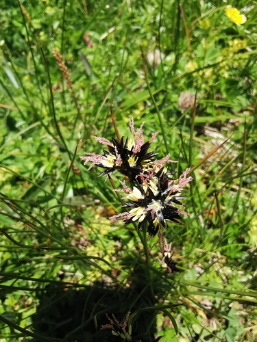 Juncus jacquinii (Juncus jacquinii)