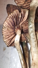 Psilocybe tasmaniana