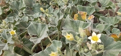 Ecballium elaterium