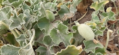 Ecballium elaterium
