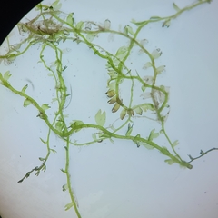 Odontoschisma fluitans