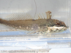 Clinocottus acuticeps