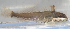 Clinocottus acuticeps