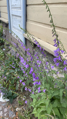 Campanula rapunculoides