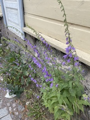 Campanula rapunculoides