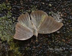 Dophla evelina