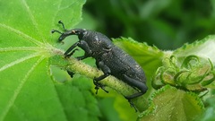 Rhodobaenus
