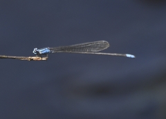 Archibasis oscillans