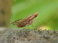 Trypetoptera
