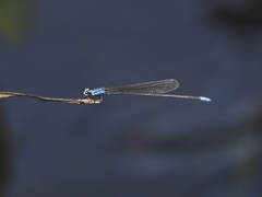 Archibasis oscillans