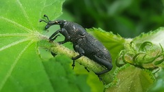 Rhodobaenus