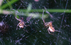 Neriene peltata