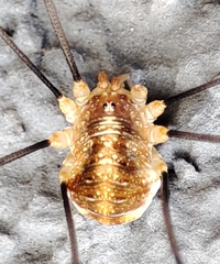 Opilio canestrinii