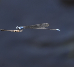 Archibasis oscillans