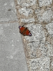 Aglais io