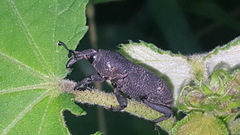 Rhodobaenus