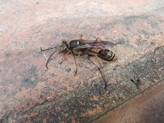 Sceliphron curvatum