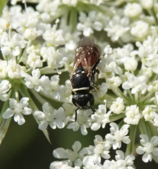 Hylaeus variegatus