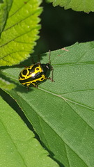 Calligrapha fulvipes